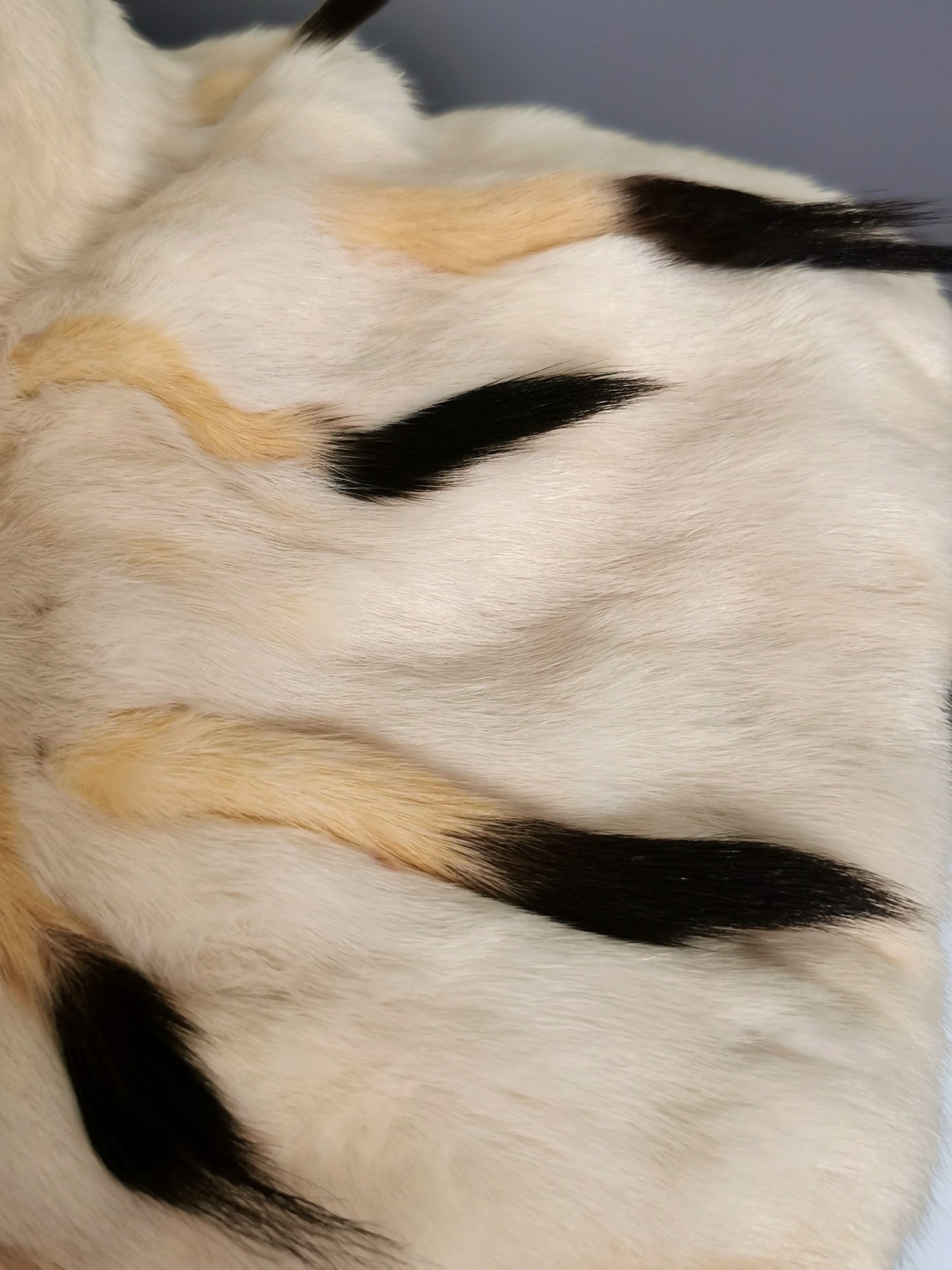 Antique Victorian ermine fur capelet, cape